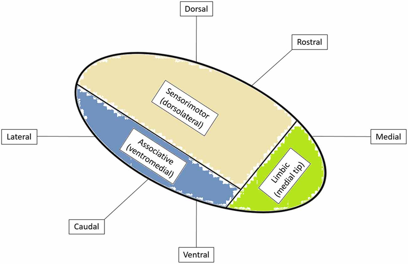 www.frontiersin.org