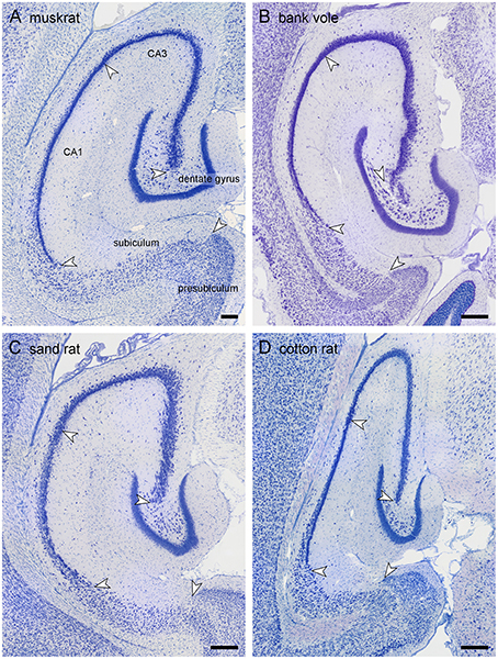 Frontiers | Taxonomic Separation of Hippocampal Networks: Principal ...