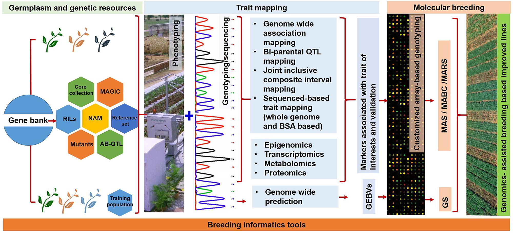 Frontiers Emerging Genomic Tools For Legume Breeding - 