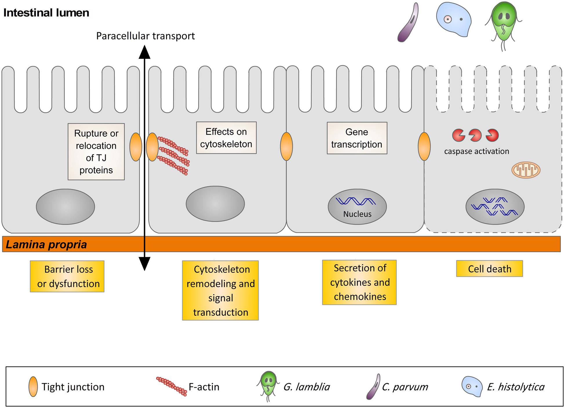 giardia diarrhea mechanism