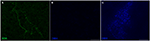 www.frontiersin.org