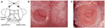 www.frontiersin.org
