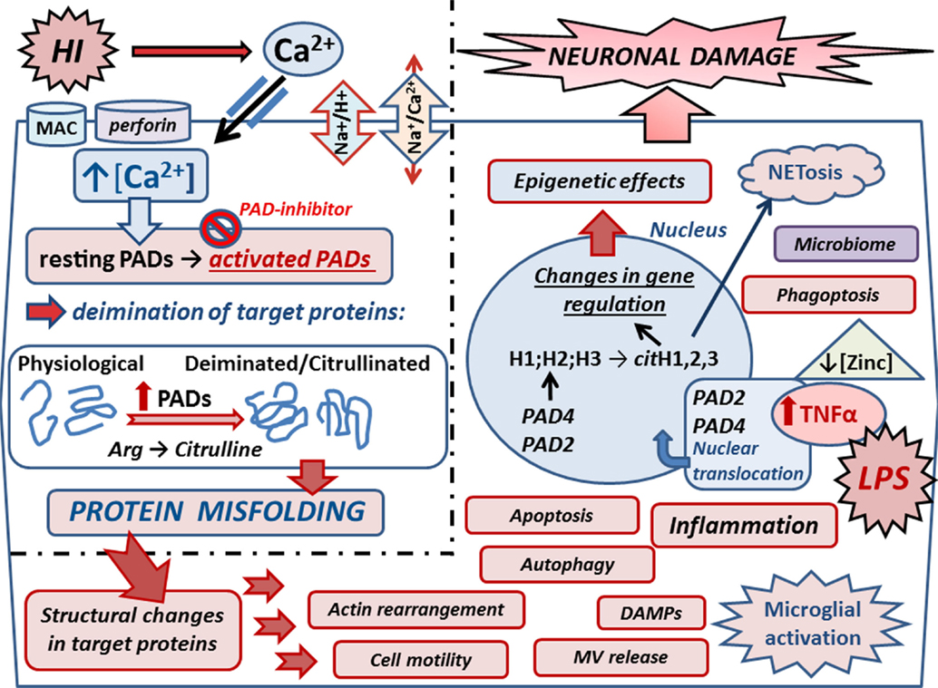 Frontiers | Peptidylarginine Deiminases as Drug Targets in Neonatal ...