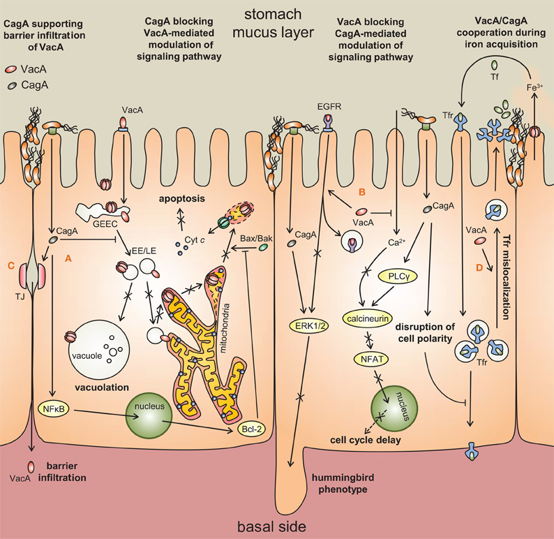 campylobacter pylori toxin)