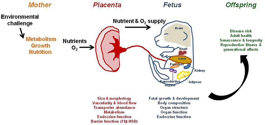 Frontiers The Programming Power Of The Placenta Physiology