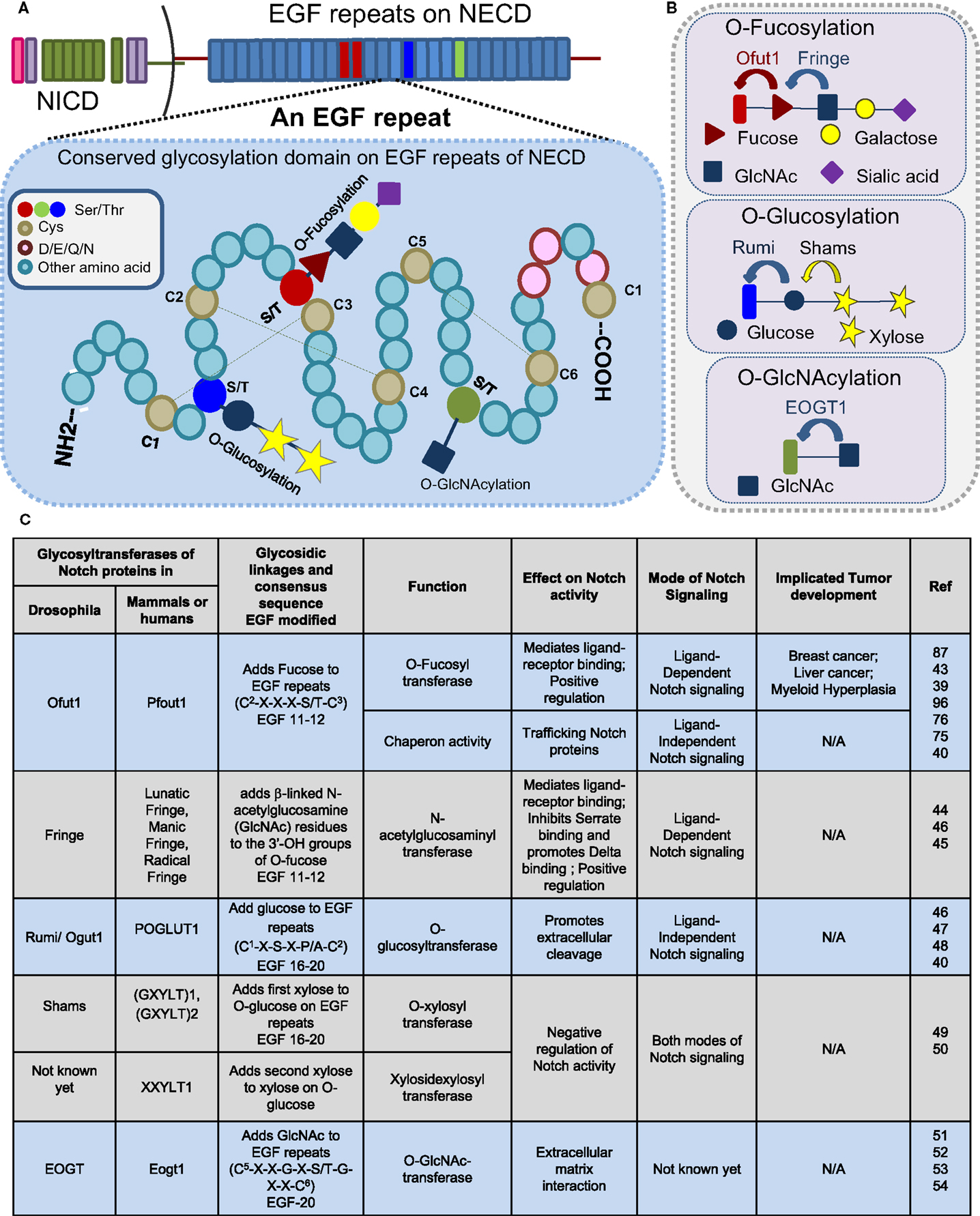 Frontiers Glycosylated Notch And Cancer Oncology