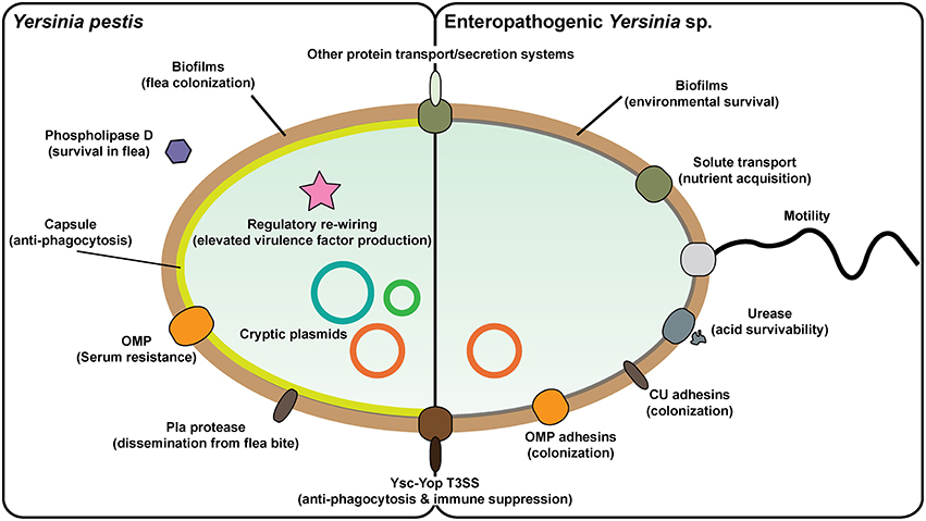 Yersinia toxinok