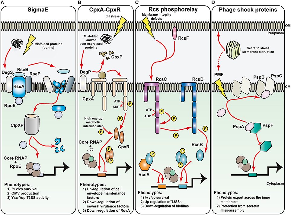 Frontiers | Environmental Regulation of Yersinia Pathophysiology
