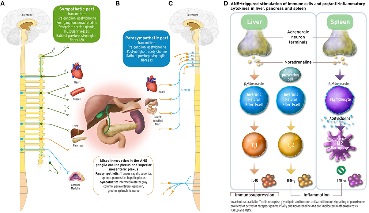 Frontiers  Effect of the renin-angiotensin system on the exacerbation of  adrenal glucocorticoid steroidogenesis in diabetic mice: Role of  angiotensin-II type 2 receptor