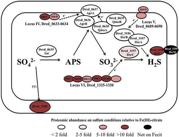 Frontiers  Proteomic and Metabolomic Profiling of Deinococcus