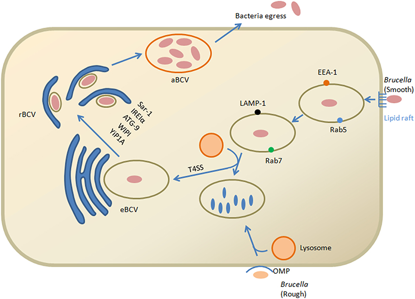 Cell and Tissue Tropism of Brucella spp.