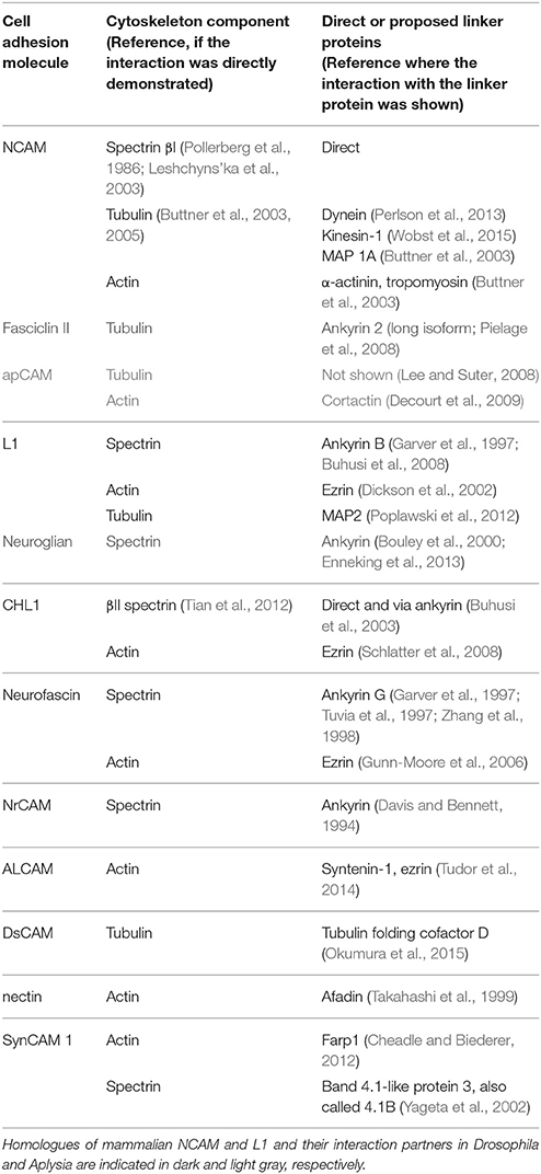 Structures Of The Cytoskeleton Chart