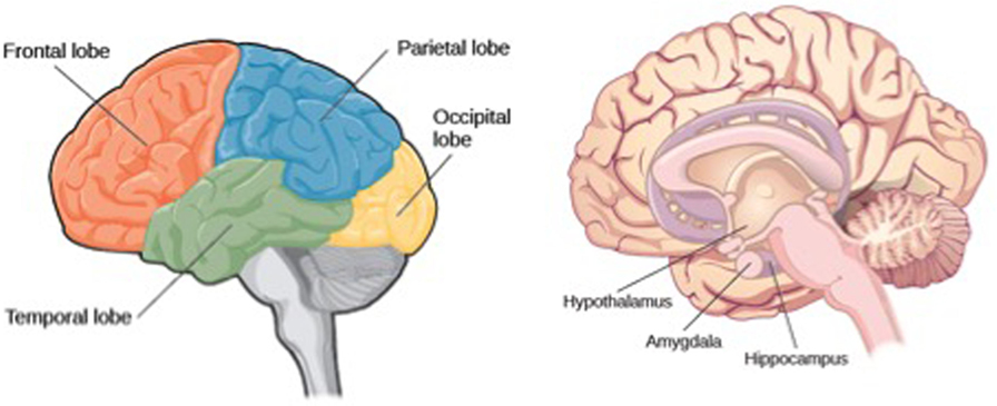 Figure 1 - Overview of important regions in the brain.