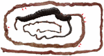 www.frontiersin.org