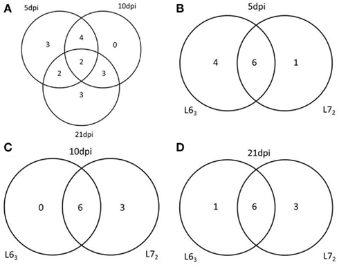 Frontiers | DNA Methylation Fluctuation Induced by Virus Infection ...