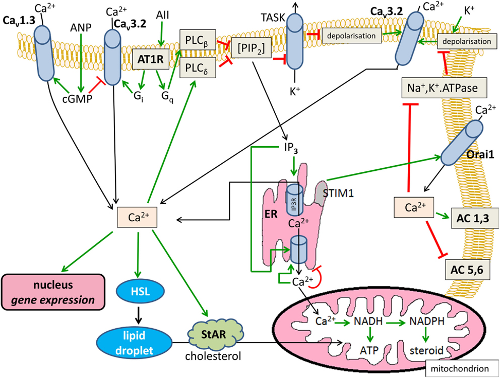 Frontiers | Signaling Interactions in the Adrenal Cortex | Endocrinology