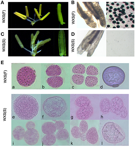 Frontiers | Small RNA Profiles of the Rice PTGMS Line