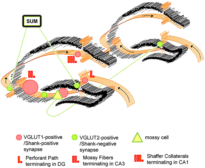 Disrupted social memory ensembles in the ventral hippocampus