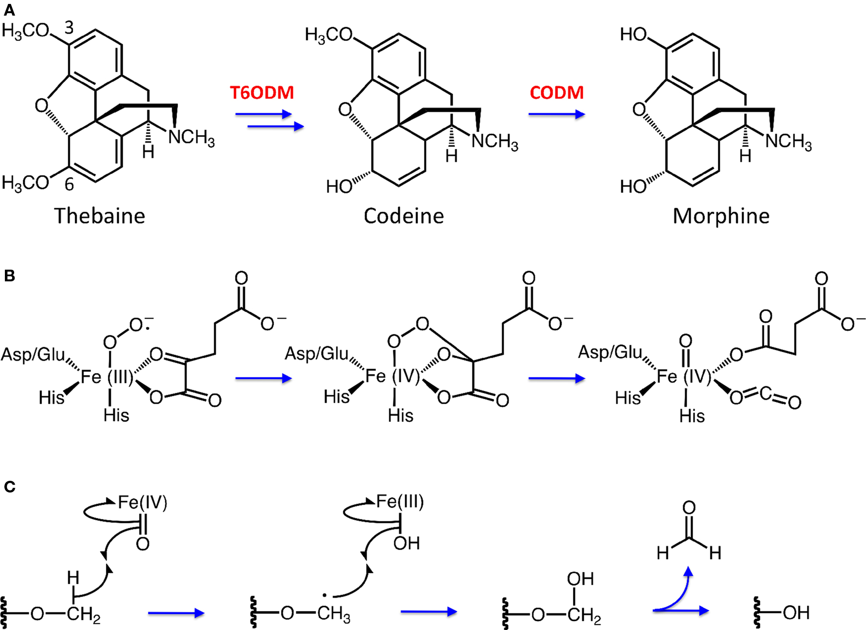 Frontiers | Biochemistry and Occurrence of O-Demethylation in Plant ...