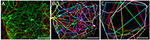 www.frontiersin.org