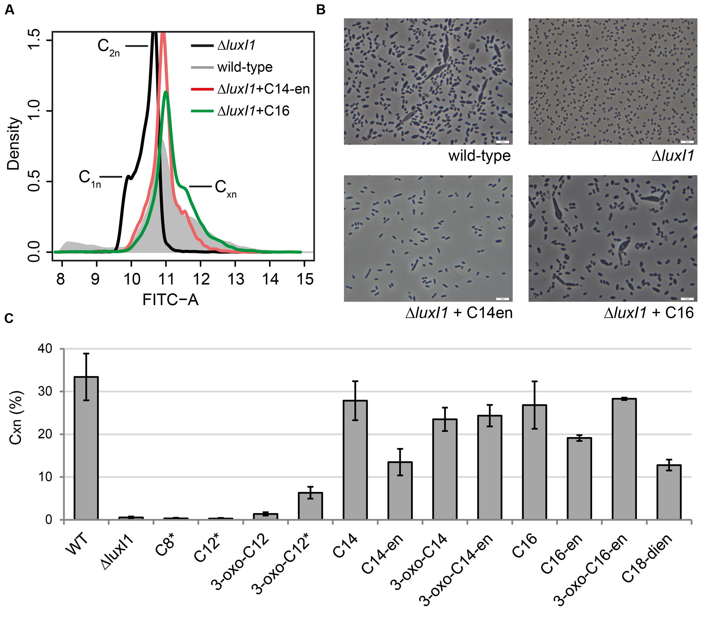 Frontiers Gene Flow Across Genus Barriers Conjugation Of Dinoroseobacter Shibae S 191 Kb Killer Plasmid Into Phaeobacter Inhibens And Ahl Mediated Expression Of Type Iv Secretion Systems Microbiology