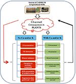 Frontiers | Calcium and Potassium Supplementation Enhanced Growth ...