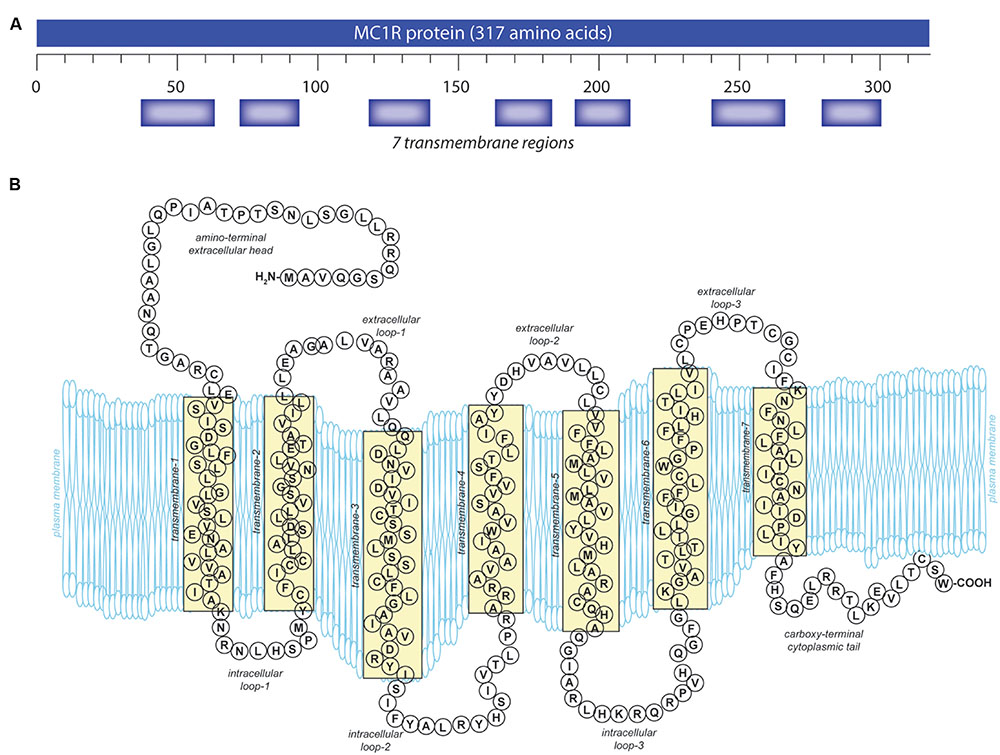 1. MC1R Gene and the Genetics of Red Hair - wide 2