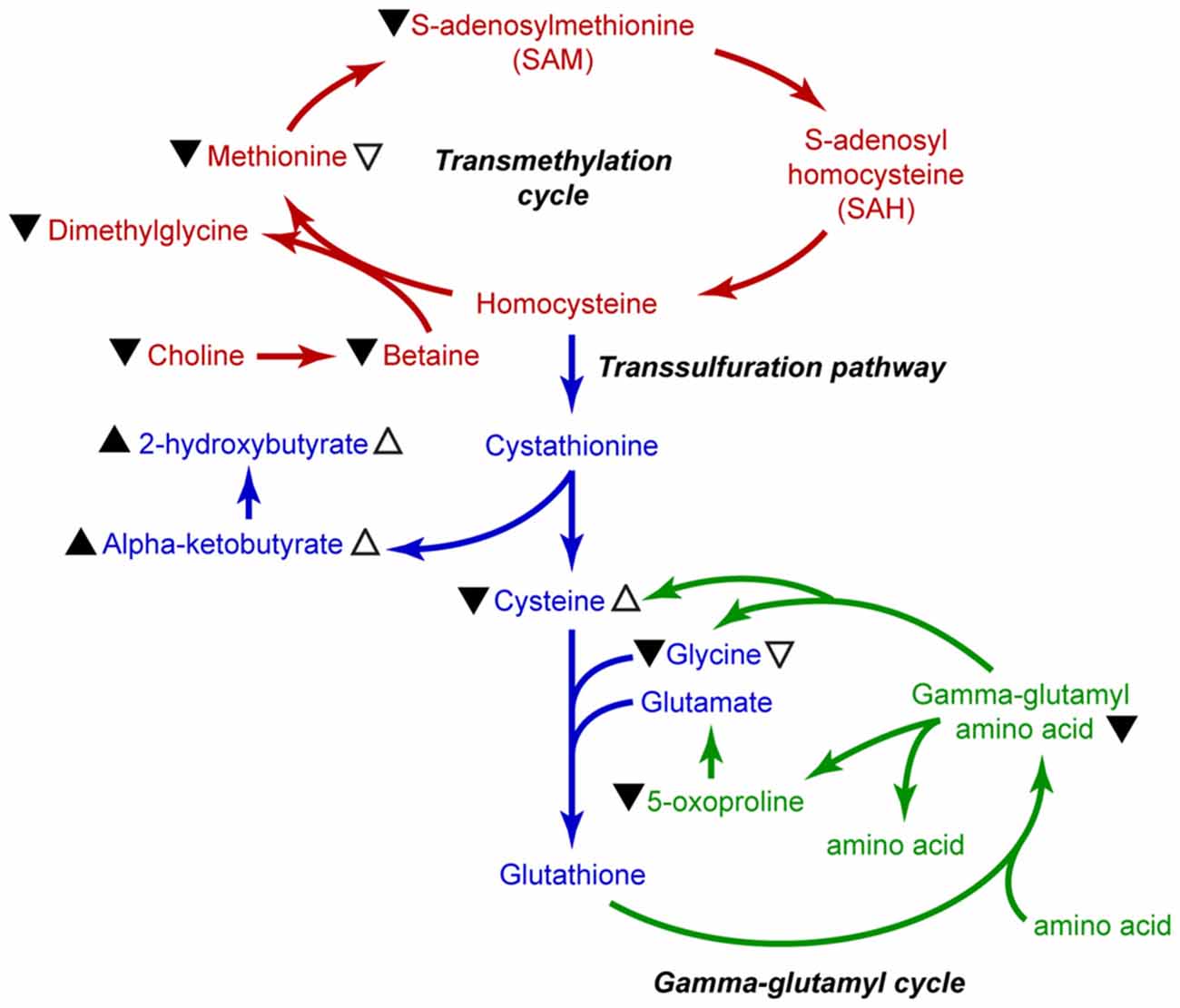 Гомоцистеин биохимия. Цикл метионина. Γ-Глутамильный цикл. Гамма глутатионовый цикл. Гамма Глутамильный цикл биохимия.