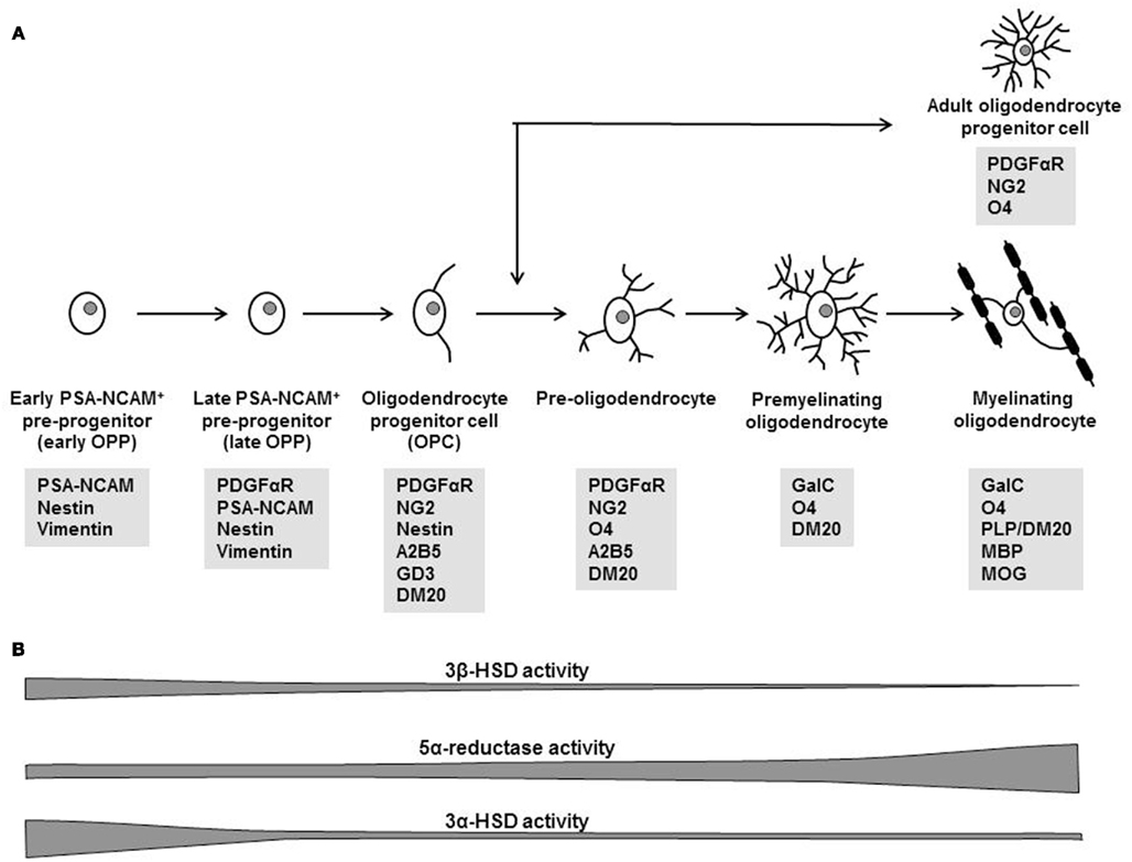 PSA NCAM. Different stages