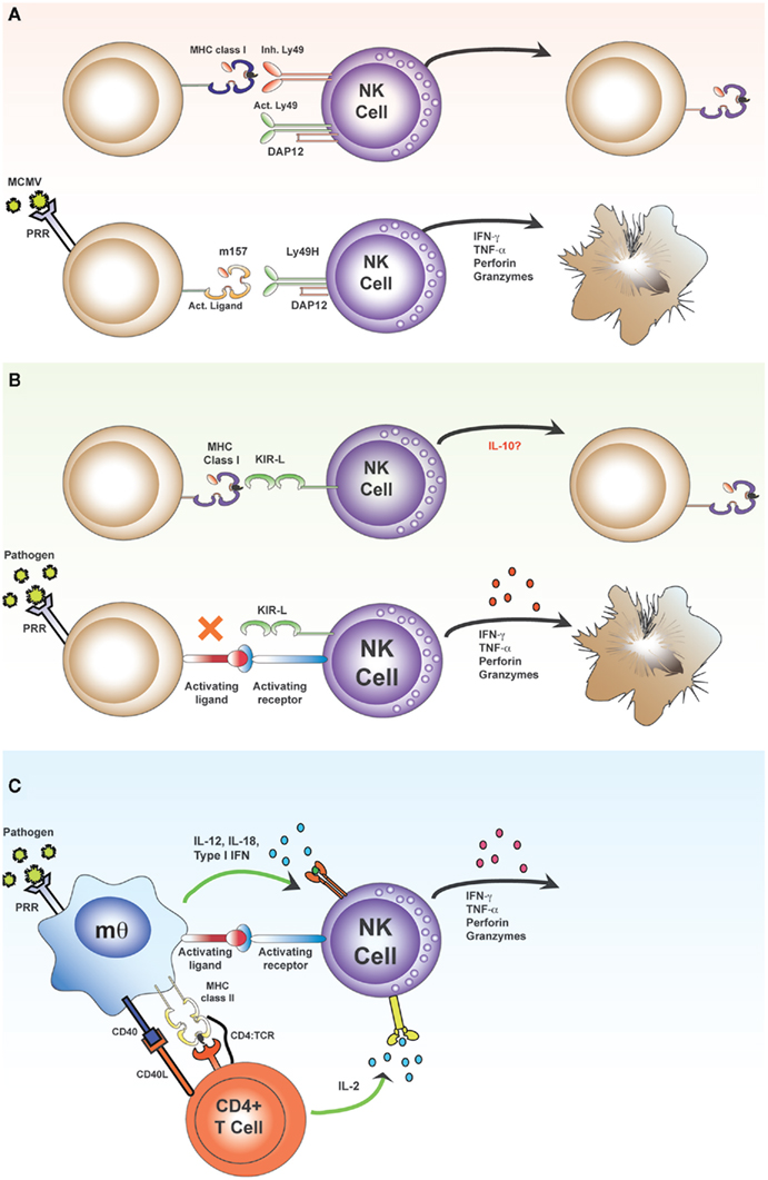 Frontiers Activation Of Natural Killer Cells During Microbial