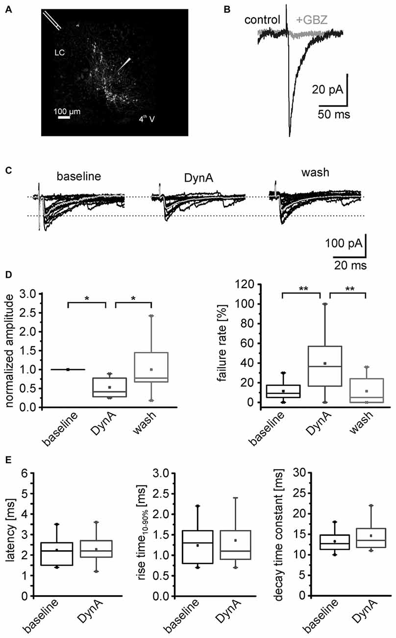 Frontiers | Dynorphin-Dependent Reduction of Excitability and ...