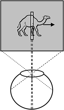 www.frontiersin.org