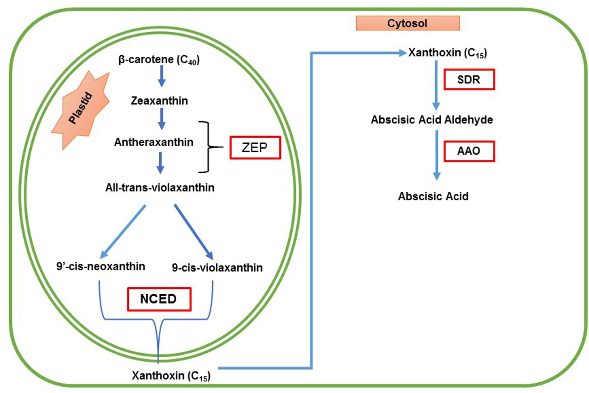 Acid Tolerance Chart