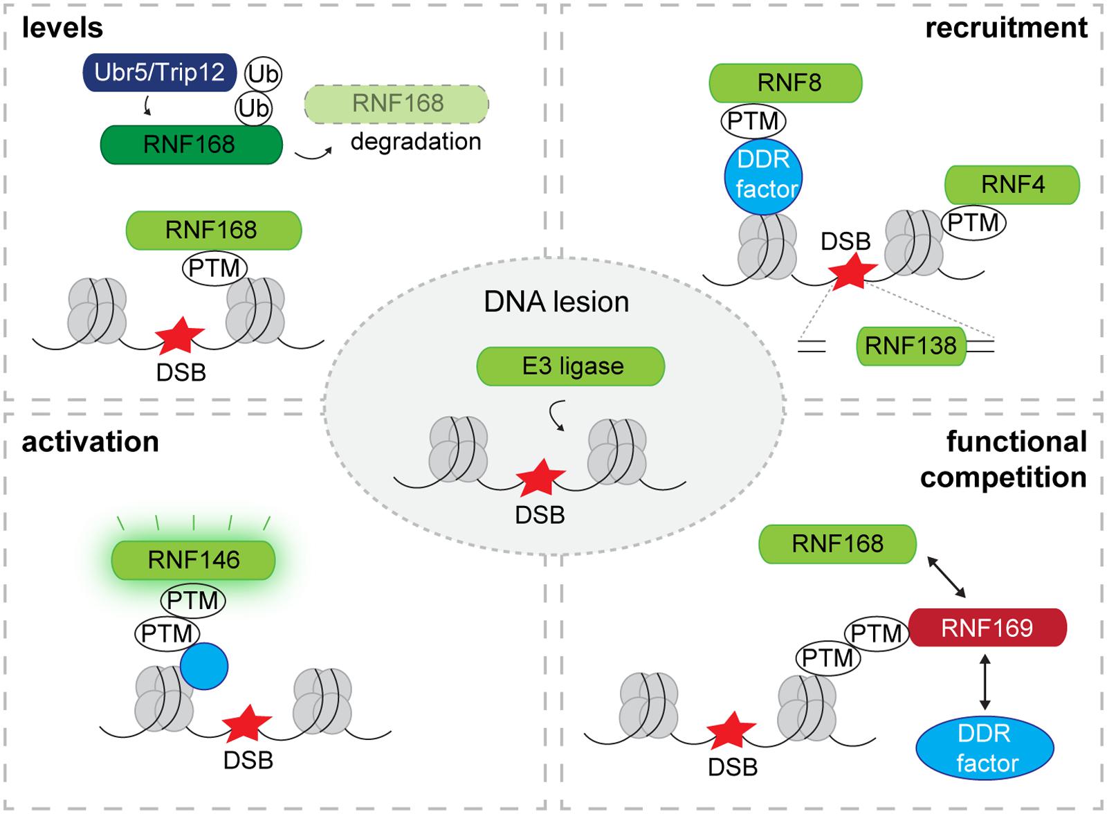 Sotwe asupan. Убиквитин бесшовный роуминг. DNA Damage response DDR. Ligase.