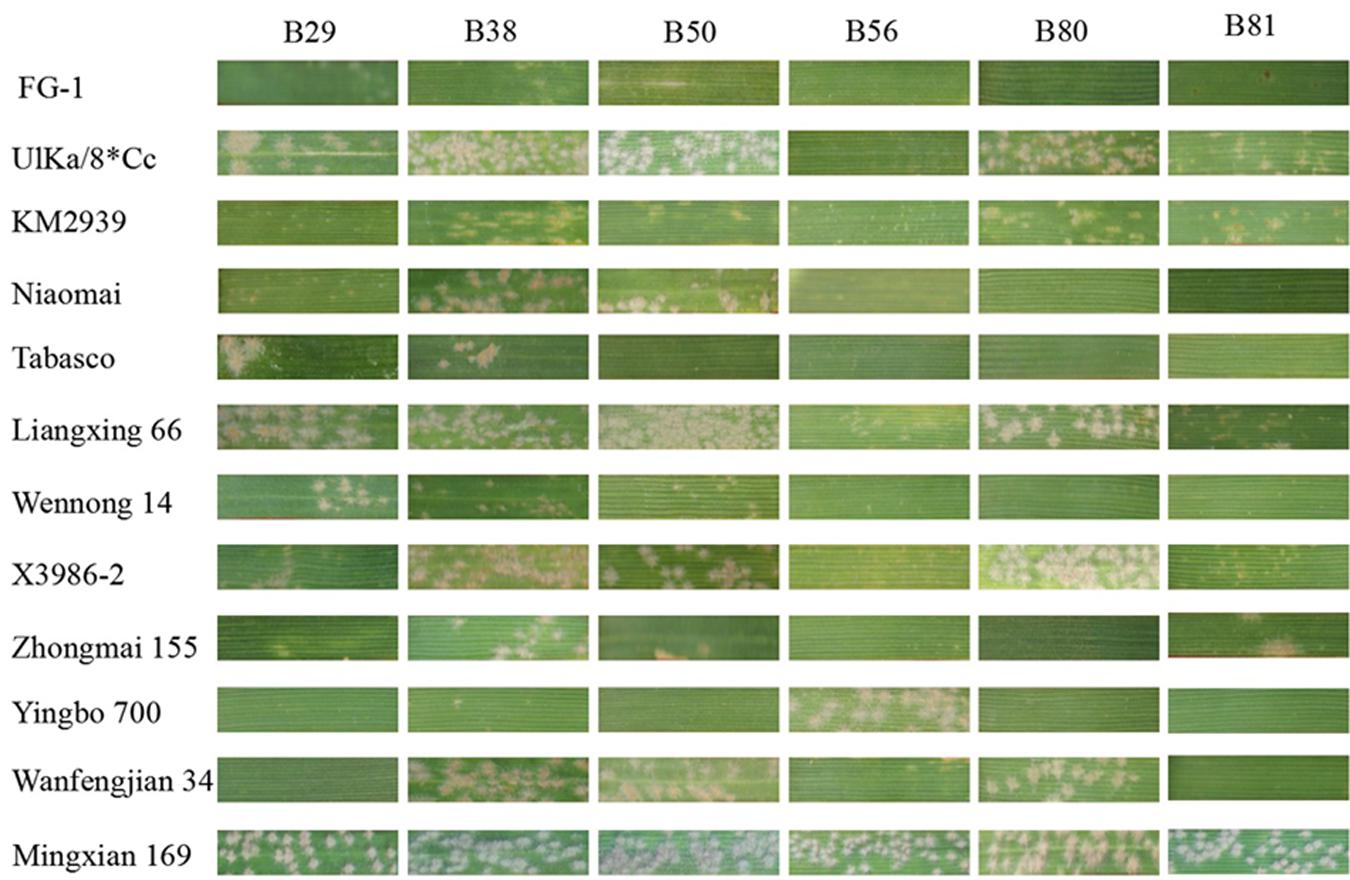 Frontiers | Characterization of a New Pm2 Allele Conferring