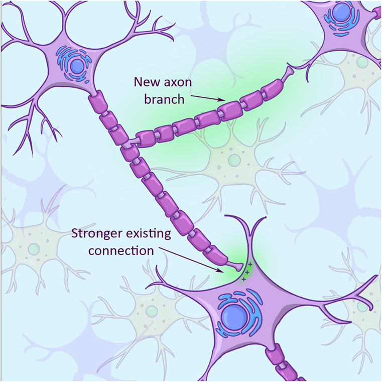 איור 3 - בתגובה לפציעה, תא מוח יכול להתאים את עצמו על-ידי גידול זרועות חדשות (הסתעפוּת אקסון על רקע ירוק), וגם על-ידי הגברה של עוצמת הקשרים הקיימים או הפחתתה (קשר בין אקסון לתא מקבל על רקע ירוק בתחתית מימין).