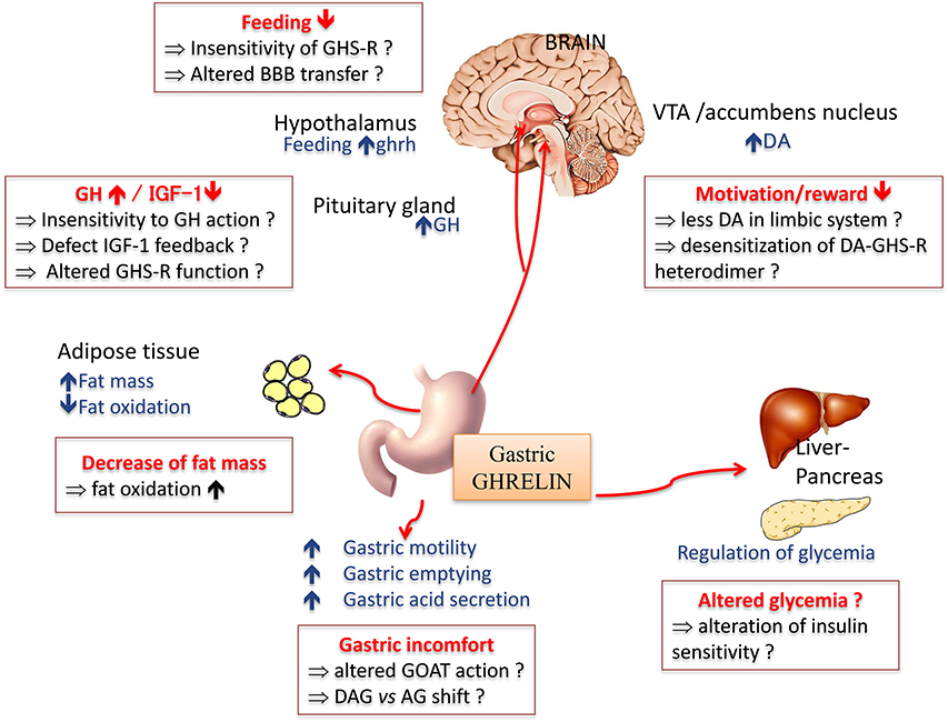 Frontiers | New Insights in Anorexia Nervosa | Neuroscience