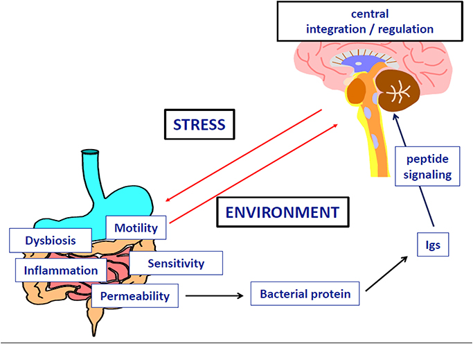 Frontiers | New Insights in Anorexia Nervosa | Neuroscience