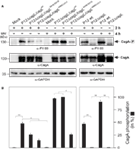 www.frontiersin.org