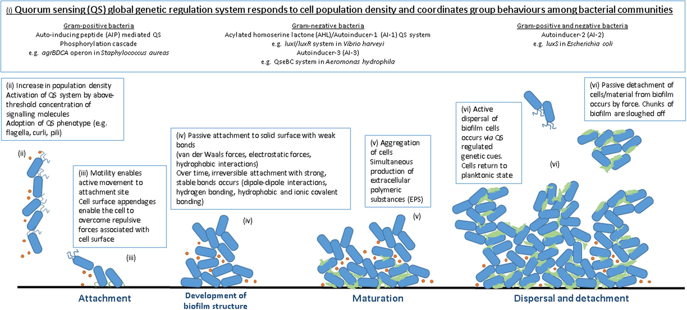 Godkendelse Auckland kærlighed Frontiers | New Weapons to Fight Old Enemies: Novel Strategies for the  (Bio)control of Bacterial Biofilms in the Food Industry | Microbiology