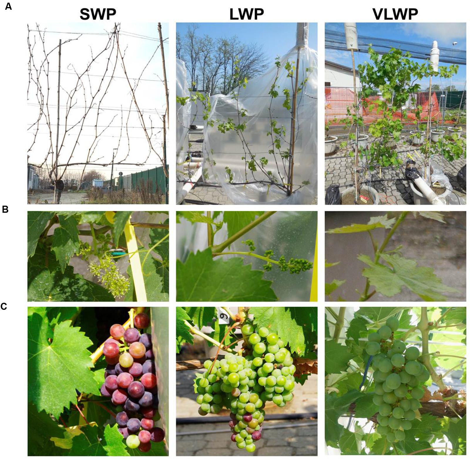 Maximizing grapevine canopy potential: Optimizing pre-bloom shoot thinning  and positioning - Grapes