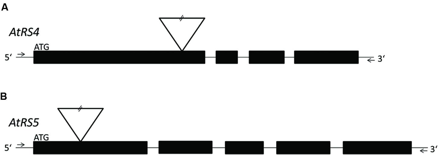 www.frontiersin.org