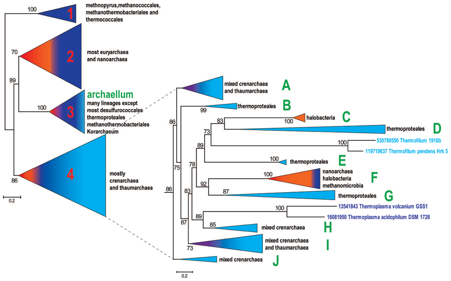 Frontiers | Diversity and Evolution of Type IV pili Systems in Archaea