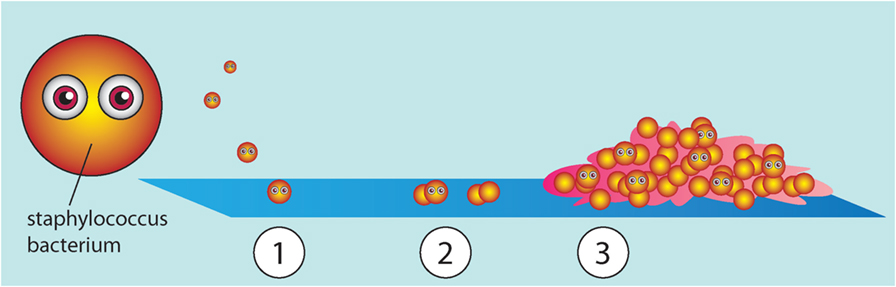 Figure 2 - How a biofilm is formed.