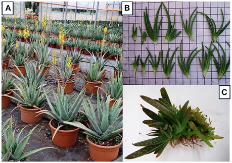 Frontiers Propagation Techniques And Agronomic Requirements For