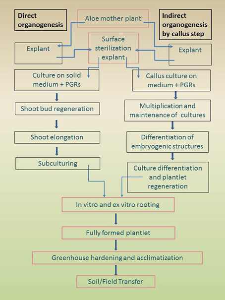 Triangular Plant Spacing Chart