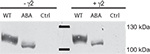 www.frontiersin.org