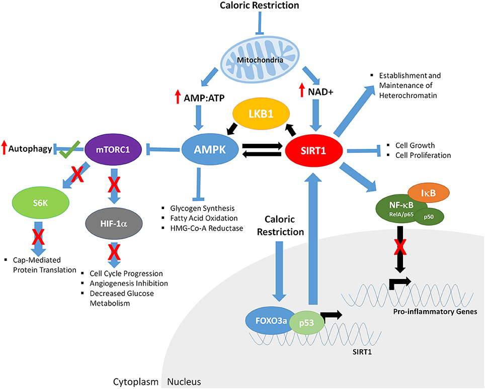 caloric restriction and inflammation