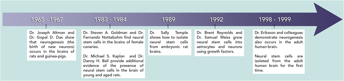 شكل 4 - يوضح هذا الخط الزمني زمن حدوث الاكتشافات الرائدة في الأبحاث المتعلقة بالخلايا الجذعية العصبية.