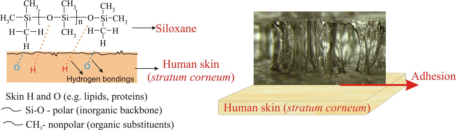 Siloxane Silicone 17